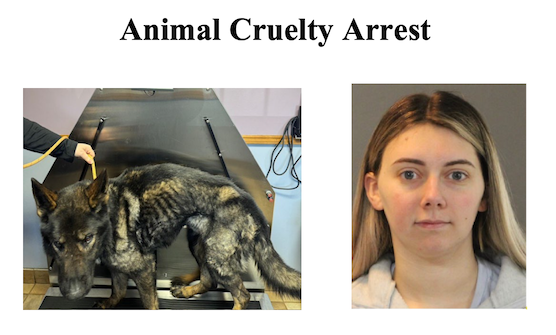 Hanz Survives Animal Cruelty, Seeks Home