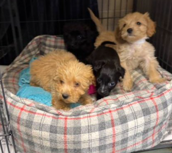 [CREDIT: CPD] A snapshot of the puppies rescued from a Mapledale Street home last month in Coventry. The puppies, found malnourished and dehydrated, have been nursed to health and adopted to caring homes.